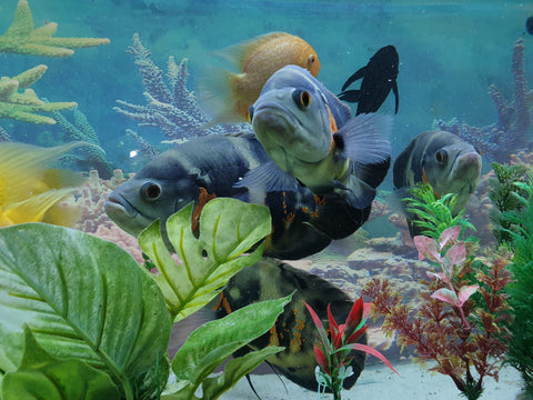 De-Luxe 6 feet aquarium with setup and fishes