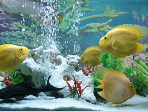 De-Luxe 6 feet aquarium with setup and fishes