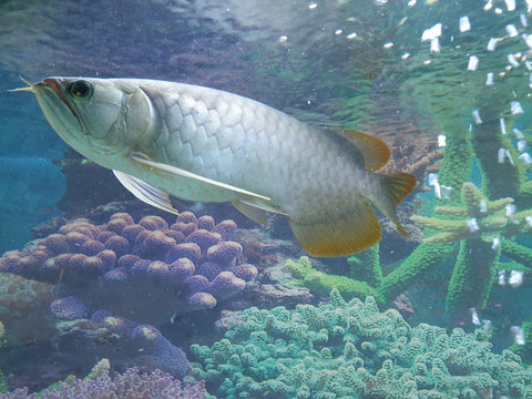 De-Luxe 6 feet aquarium with setup and fishes