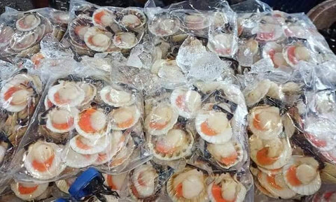 Scallops with Shell 2Kg