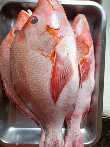 Maya Maya Special Red Snapper 2Kg