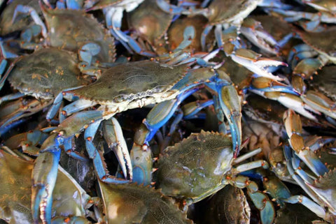 Blue Crab 2Kg
