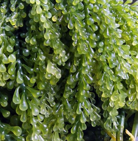 Lato Fresh Seaweeds 2Kg
