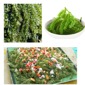 Lato Fresh Seaweeds 2Kg