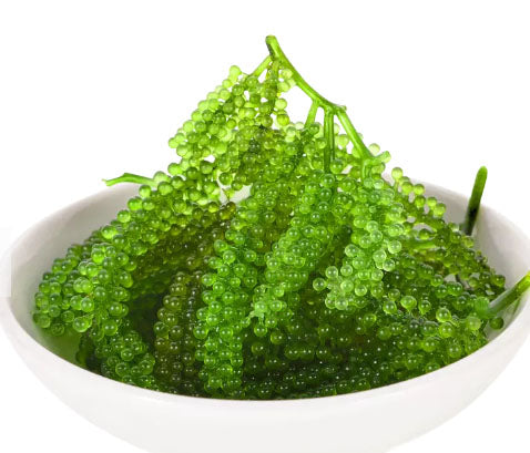 Lato Fresh Seaweeds 2Kg