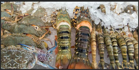 Fresh Lobsters 3pcs in a kilo