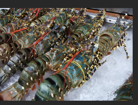 Fresh Lobsters 3pcs in a kilo