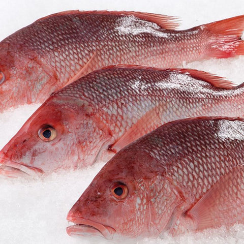 Maya Maya Special Red Snapper 2Kg