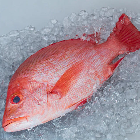 Maya Maya Special Red Snapper 2Kg