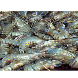 Black Tiger Prawn 2Kg