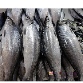 Fresh Bangus Special Milk Fish 2 Kg