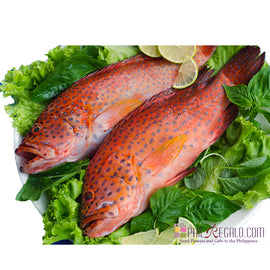 Fresh Lapu-Lapu / Grouper Special 2 Kg