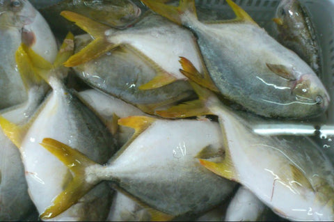 Pompano 2Kg