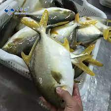 Pompano 2Kg