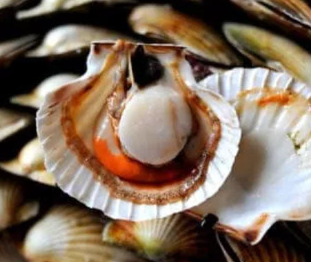 Scallops with Shell 2Kg