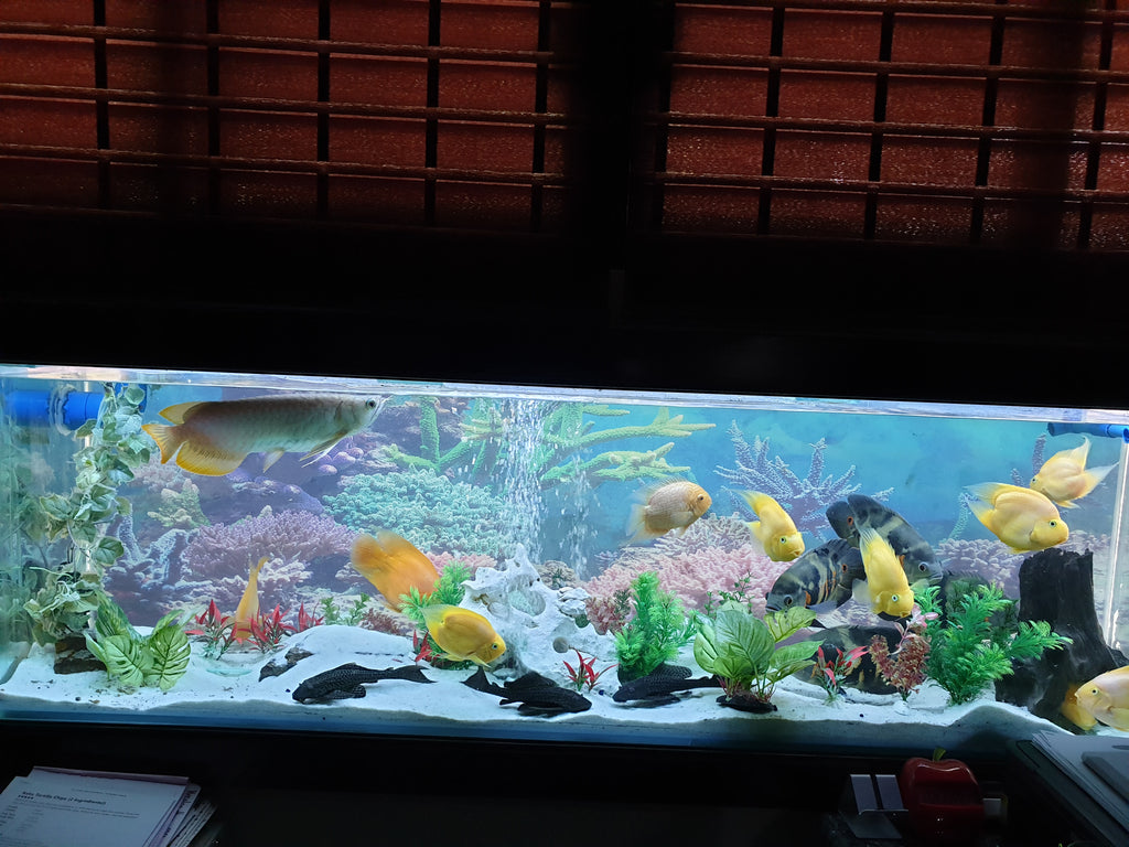 De-Luxe 6 feet aquarium with setup and fishes