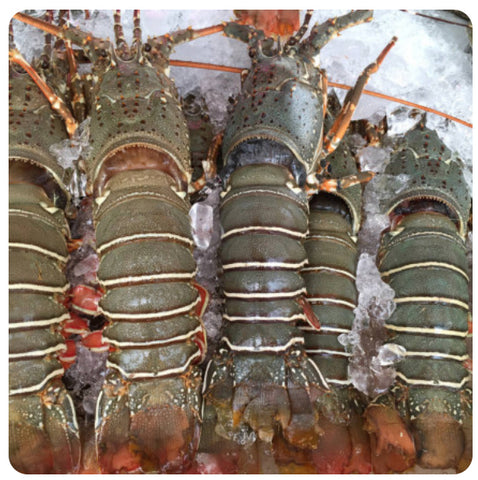 Fresh Lobsters 3pcs in a kilo